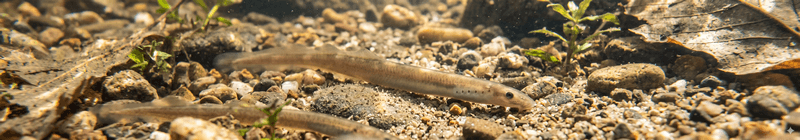 American Brook Lamprey (Larva)